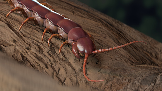 Shiny Black and red millipede found in Australia. Diplopoda black millipede with red/orange highlight crawling towards a camera