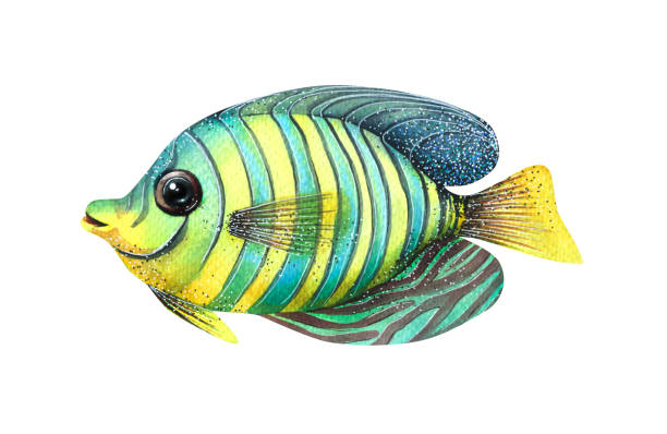 istock Watercolor illustration of a tropical marine fish isolated. 1394207564
