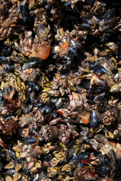 istock Goose barnacles, famous seafood from crustaceans family 1394211038