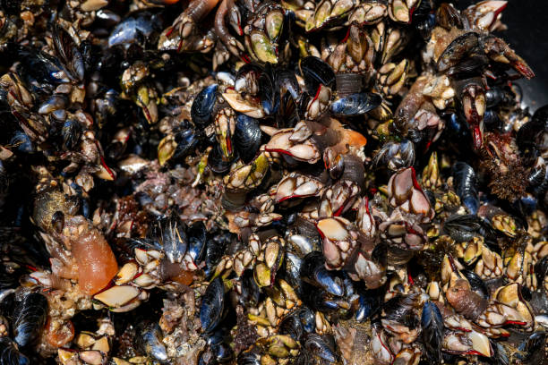 istock Goose barnacles, famous seafood from crustaceans family 1394211041
