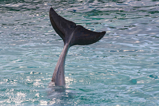 Dolphin jumping from water close-up