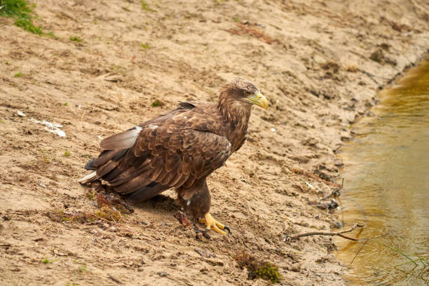 istock A hunting bald eagle walks with large strides over the sand to the water. Sharp nails in the claws. Detailed, yellow beak brown feathers 1394211259