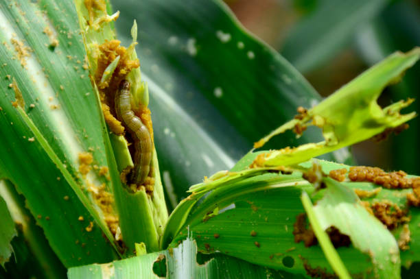 istock Close-up brown corn caterpillar eating corn young leaves. copy space concept Agricultural damage caused by insect pests 1394211623