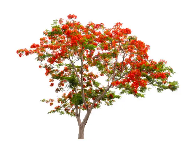 The Flam boyant tree or Flame tree or Royal Poinciana tree isolated on white background, With Clipping path.