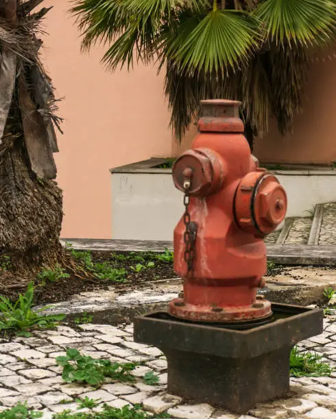 An old fire hydrant next to a palm tree on a street with grass sprouted between paving stones