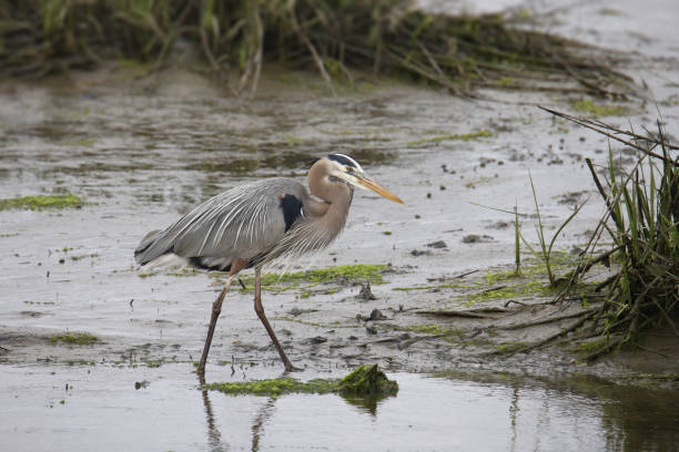 istock Great Blue Heron (ardea herodias) walking through a messy wetland 1394213534