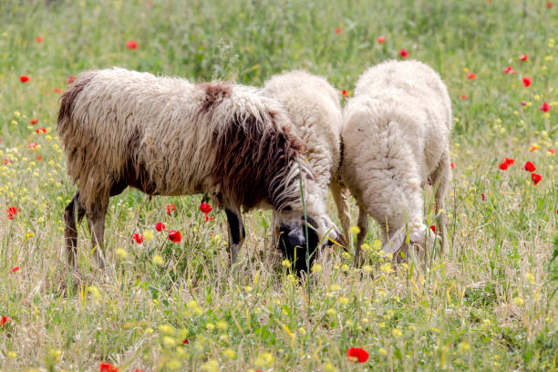 istock Herd of sheep grazing in a meadow 1394215718