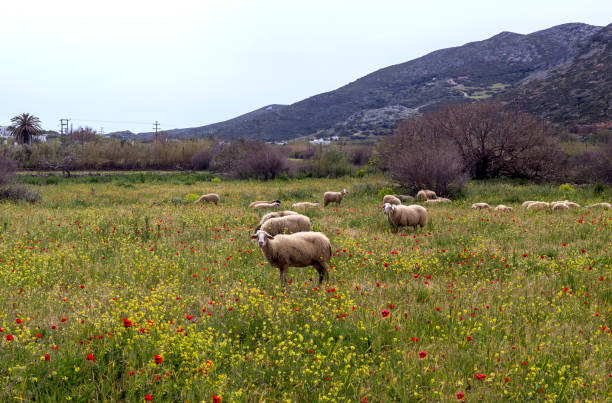 istock Herd of sheep grazing in a meadow 1394215724