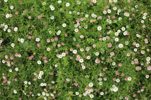 Blooming of Erigeron karvinskianus also known as Mexican daisy, Spanish daisy, Carpet of Santa Barbara daisy. Flower Background.