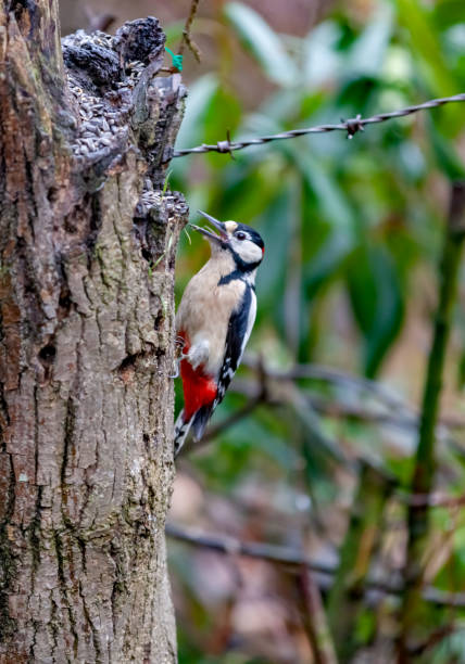istock Greater Spotted Woodpecker (Dendrocopos Major) On A Tree Trunk 1394216947