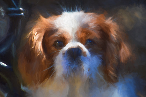 Digital painting of a closeup profile shot of a single isolated Blenheim Cavalier King Charles Spaniel.