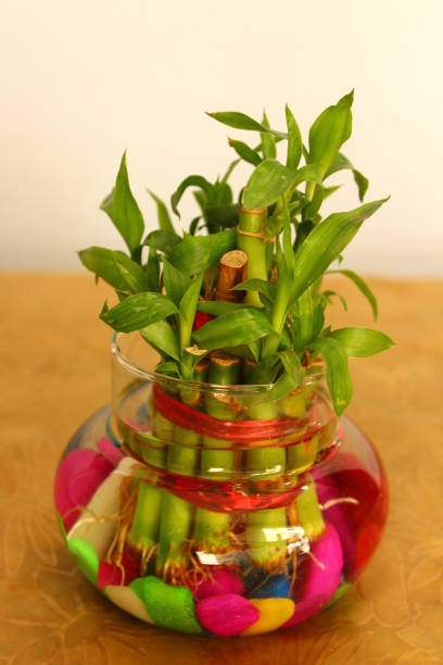 istock Lucky bamboo plant 1394218786