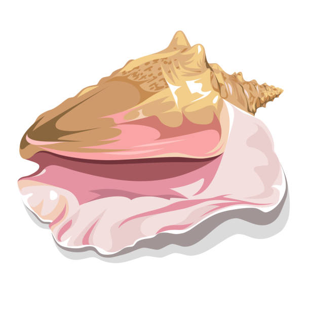ilustrações, clipart, desenhos animados e ícones de conchas realistas isoladas em um fundo branco. símbolo das viagens marítimas. - queen conch