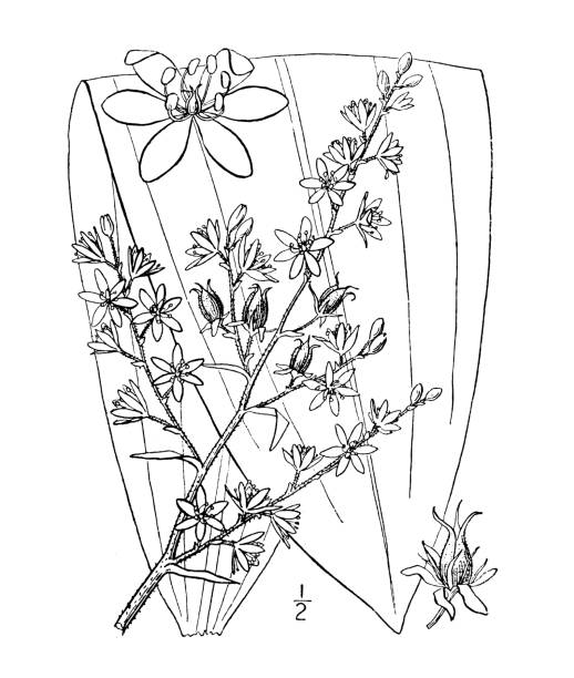 Antique botany plant illustration: Veratrum Woodii, Wood's false Hellebore Antique botany plant illustration: Veratrum Woodii, Wood's false Hellebore european white hellebore stock illustrations