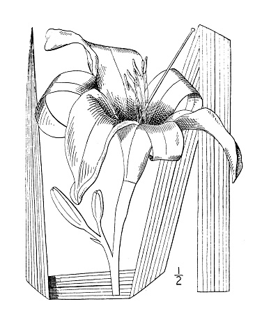 Antique botany plant illustration: Hemerocallis fulva, Day lily