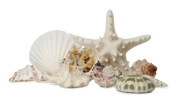 istock Beautiful starfish, coral and sea shells on white background 1394219147