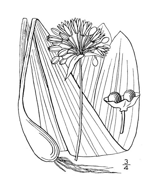 ilustrações, clipart, desenhos animados e ícones de ilustração antiga da planta botânica: allium tricoccum, alho-poró selvagem - chive onion spring onion garlic