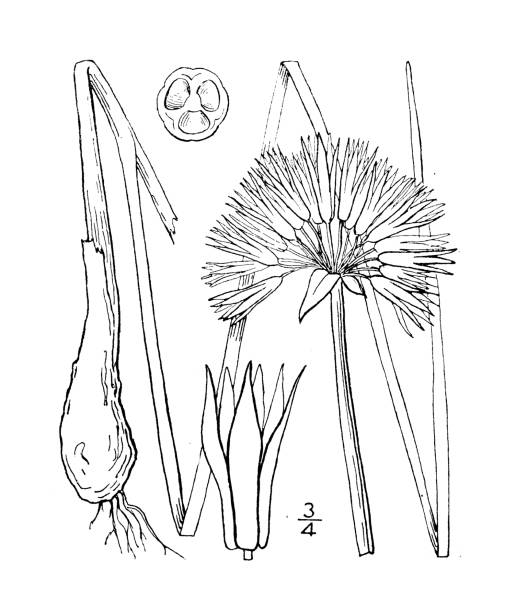 ilustrações, clipart, desenhos animados e ícones de ilustração antiga da planta botânica: allium schoenoprasum, alho cebolinha - chive onion spring onion garlic