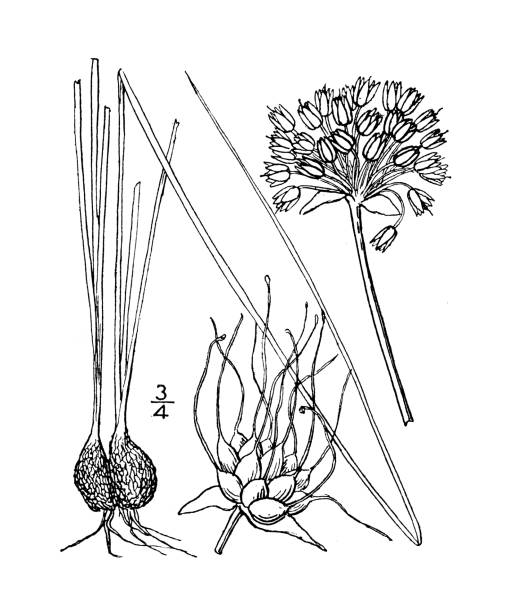 ilustrações, clipart, desenhos animados e ícones de ilustração antiga da planta botânica: allium canadense, prado de alho - chive onion spring onion garlic
