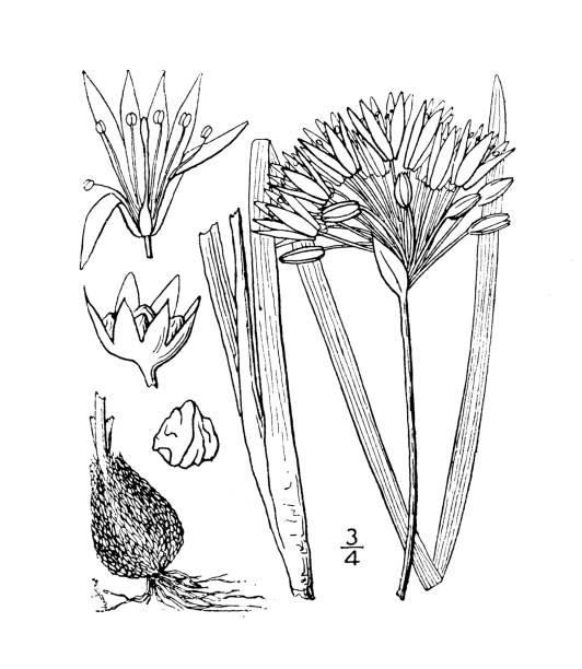 ilustrações, clipart, desenhos animados e ícones de ilustração antiga da planta botânica: allium mutabile, cebola selvagem - chive onion spring onion garlic