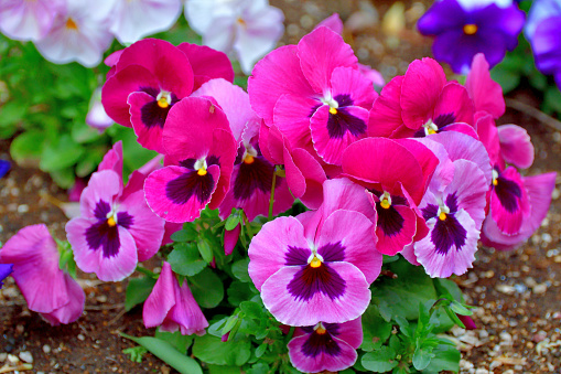 colourful petunia flowers hanging in garden