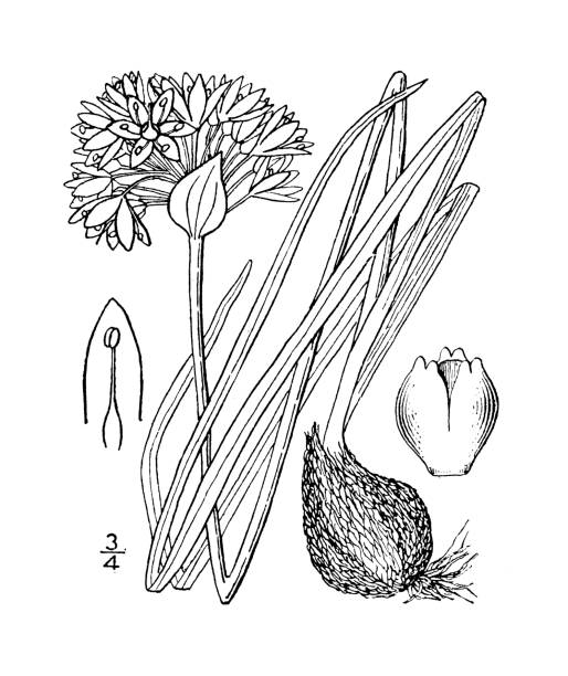 ilustrações, clipart, desenhos animados e ícones de ilustração antiga da planta botânica: allium reticulatum, cebola selvagem de fraser - chive onion spring onion garlic