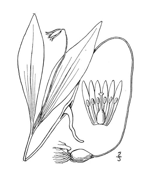 ilustracja roślin botaniki antycznej: erythronium propullans, język minnesota adder - european adder illustrations stock illustrations
