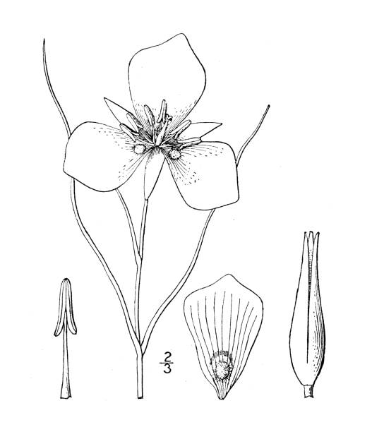 illustrazioni stock, clip art, cartoni animati e icone di tendenza di illustrazione di piante botaniche antiche: calochortus nuttallii, giglio mariposa di nuttall - globe lily