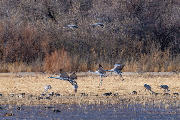 Sandhill Cranes flying preparing to land beside cool water of large marsh Sandhill Cranes flying preparing to land beside cool water of large marsh in New Mexico wildlife refuge in southwestern United States of America (USA). Once migration moves north they will fly to Nebraska sandhills where they got their name. national wildlife reserve stock pictures, royalty-free photos & images