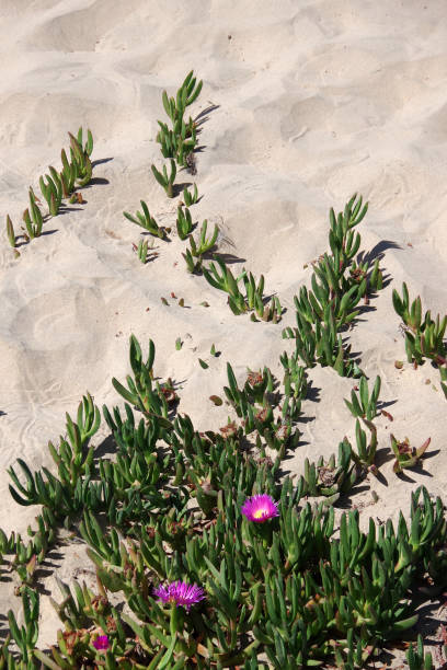 istock Ice plants on the beach 1394220560