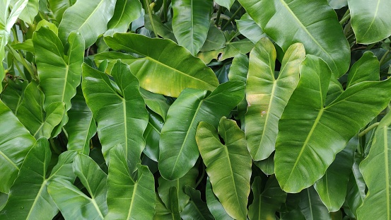 Group of Philodendron spiritus sancti. Nature background.