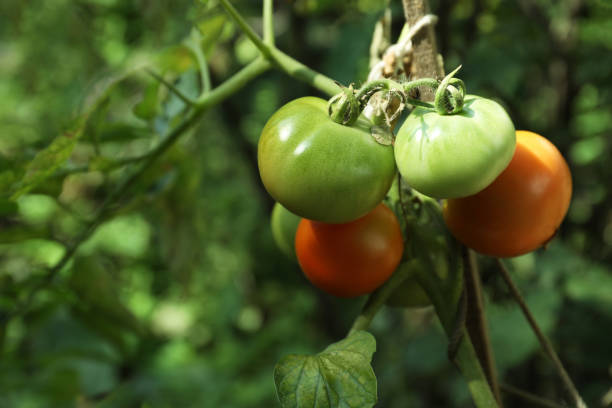 istock Ripening tomatoes on bush outdoors, closeup. Space for text 1394220636