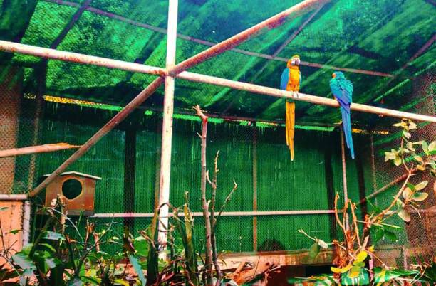 istock Colourful Parrots Sitting Together at zoo 1394221174