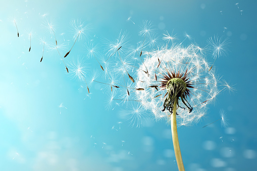 Beautiful puffy dandelion and flying seeds against blue sky on sunny day