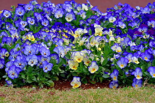 Spring flowers. Violet violets flowers bloom in the spring forest. Viola odorata.