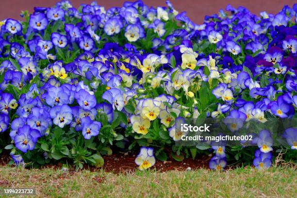 Viola Flowers Stock Photo - Download Image Now - Autumn, Flowerbed, Pansy