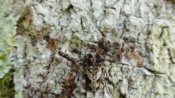 istock insect beetle - stick saw - jaspideus aegomorphus 1394225168
