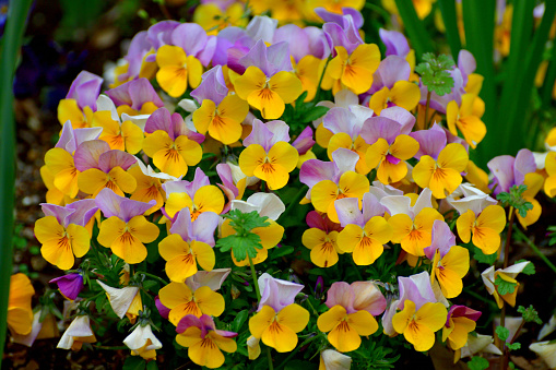 Viola is a flowering plant in the violet family Violaceae. They are perennials, but they are usually treated as annuals, invaluable for fall, winter and spring. Violas are heart-shaped or kidney-shaped and their colors include yellow, orange, blue, scarlet, white and violet, or multi-colored.