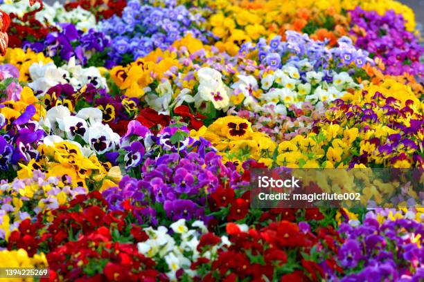 Viola Flowers Stock Photo - Download Image Now - Pansy, Violet - Flower, Autumn