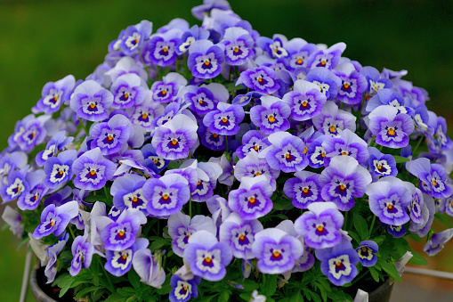 Viola is a flowering plant in the violet family Violaceae. They are perennials, but they are usually treated as annuals, invaluable for fall, winter and spring. Violas are heart-shaped or kidney-shaped and their colors include yellow, orange, blue, scarlet, white and violet, or multi-colored.