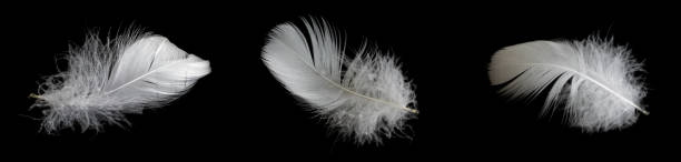 istock white feather of a goose on a black background 1394225473