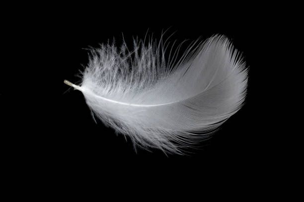 istock white feather of a goose on a black background 1394225512