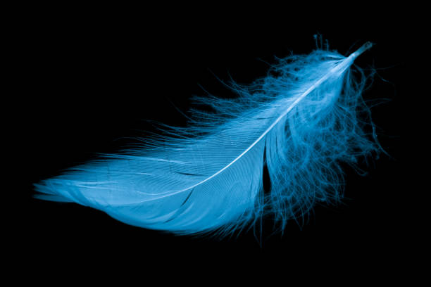 istock blue feather of a goose on a black background 1394225522
