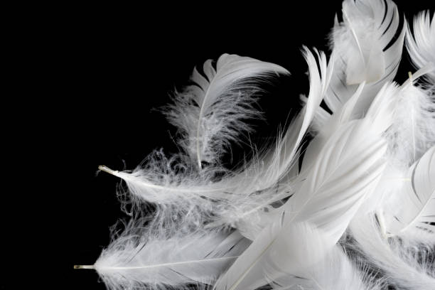 istock white feather of a goose on a black background 1394225526