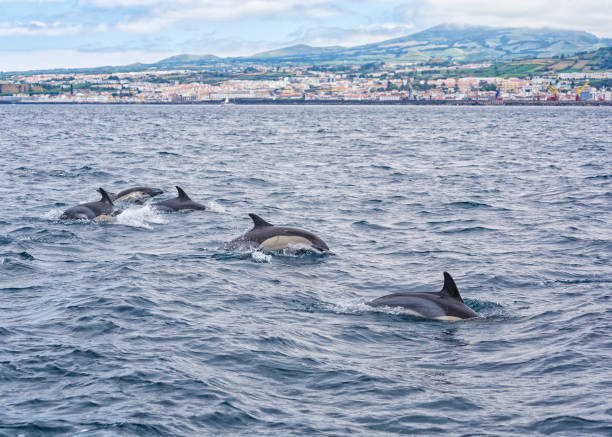 Striped Dolphins near Ponta Delgada, Sao Miguel, Azores Striped Dolphins off the coast of Sao Miguel, Azores, city of Ponta Delgada in background san miguel portugal stock pictures, royalty-free photos & images