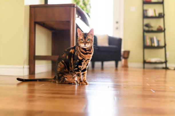 istock Bengal cat like a leopard sneaks at home 1394225985