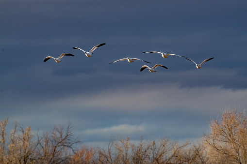 Six Snow Geese fly out of dark skies toward camera into wildlife refuge in southern New Mexico to join other flocks of thousands of Snow Geese on their southern migration in the United States of America (USA).