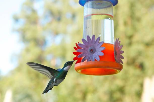 istock hummingbird in flight drinking sugar water 1394226114