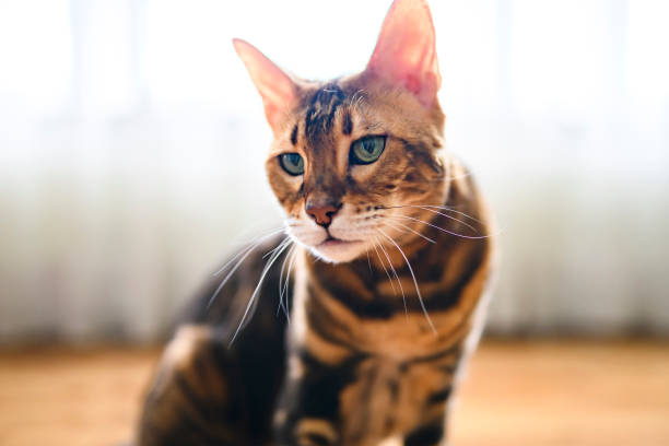 istock Bengal cat like a leopard sneaks at home 1394226260