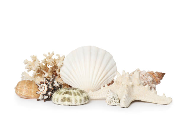 istock Beautiful starfish, coral and sea shells on white background 1394228153